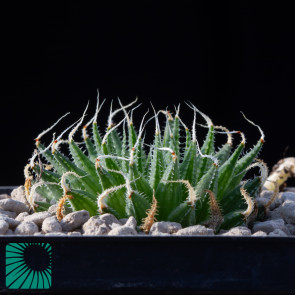 Haworthia arachnoidea var. namaquensis