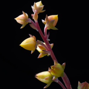 Echeveria compressicaulis