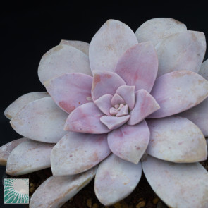 Graptopetalum superbum, immagine dell'intero esemplare.