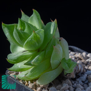 Haworthia cymbiformis var. ramosa