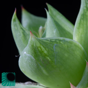 Haworthia cymbiformis var. ramosa, particolare dell'apice della pianta.