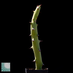 Euphorbia caducifolia, immagine dell'intero esemplare.