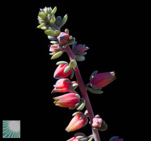 Echeveria penduliflora