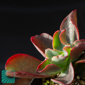 Echeveria triquiana, immagine dell'intero esemplare.