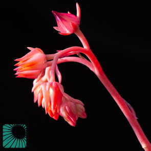 Echeveria triquiana