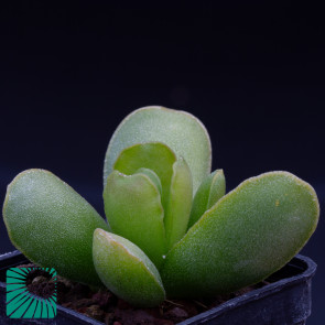 Adromischus cristatus var. mzimvubuensis, immagine dell'intero esemplare.