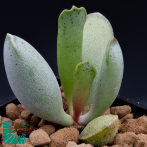 Adromischus cristatus, immagine dell'intero esemplare.