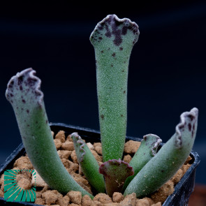 Adromischus cristatus, immagine dell'intero esemplare.