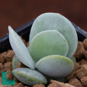 Adromischus leucophyllus, immagine dell'intero esemplare.