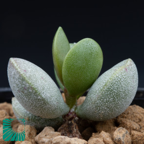 Adromischus montium-klinghardtii, immagine dell'intero esemplare.