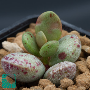Adromischus montium-klinghardtii, immagine dell'intero esemplare.
