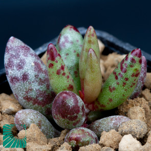 Adromischus montium-klinghardtii, immagine dell'intero esemplare.