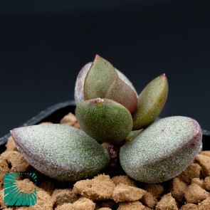 Adromischus marianae cv. Herrei Green, immagine dell'intero esemplare.