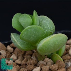 Adromischus caryophyllaceus, immagine dell'intero esemplare.