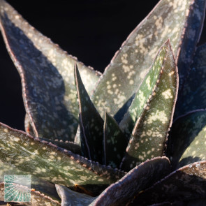 Gasteria excelsa