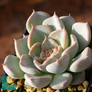 Echeveria turgida, immagine dell'intero esemplare.