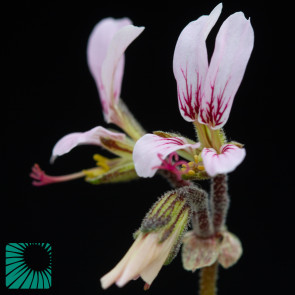 Pelargonium dolomiticum