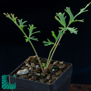 Pelargonium dolomiticum, immagine dell'intero esemplare.