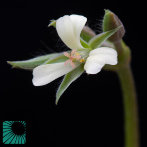 Pelargonium aridum