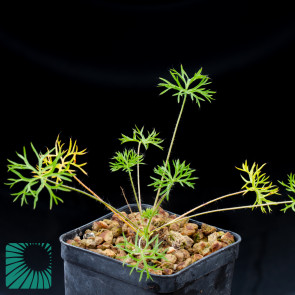 Pelargonium aridum, immagine dell'intero esemplare.