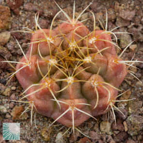 Gymnocalycium matoense, immagine dell'intero esemplare.