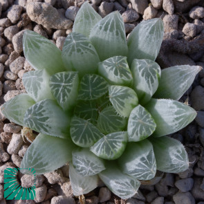 Haworthia cooperi var. pilifera f. variegata, immagine dell'intero esemplare.