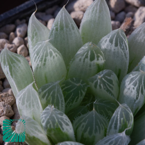 Haworthia cooperi var. pilifera f. variegata