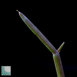 Euphorbia sarcostemmoides, particolare dell'apice della pianta.