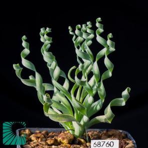 Ornithogalum apertum