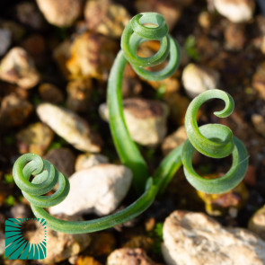 Ornithogalum apertum, immagine dell'intero esemplare.