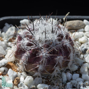 Pyrrhocactus floccosus, immagine dell'intero esemplare.