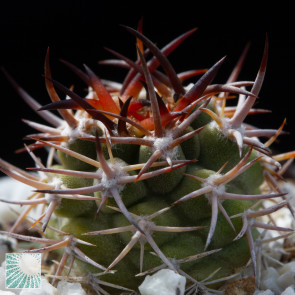 Eriosyce algarrobensis, immagine dell'intero esemplare.
