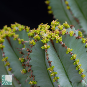 Euphorbia fruticosa f. inermis