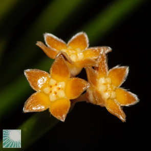 Hoya spartioides