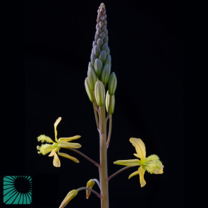 Bulbine quartzicola