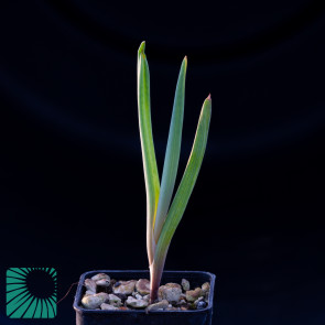 Bulbine quartzicola, immagine dell'intero esemplare.