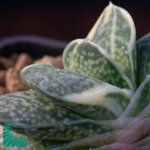 Gasteria gracilis f. variegata