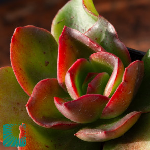Echeveria sonianevadensis, particolare dell'apice della pianta.