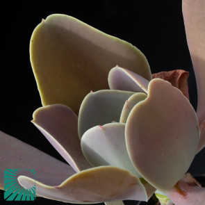 Echeveria gibbiflora var. metallica, immagine dell'intero esemplare.