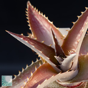 Dyckia × Pellizzaro 21, particolare dell'apice della pianta.