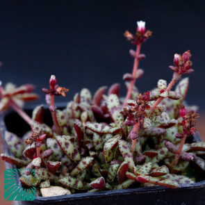 Crassula exilis ssp. sedifolia, immagine dell'intero esemplare.