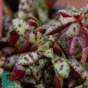 Crassula exilis ssp. sedifolia