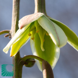 Furcraea sobolifera