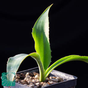 Furcraea sobolifera, immagine dell'intero esemplare.