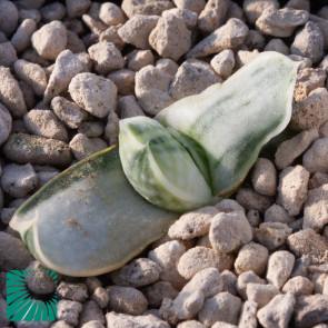 Gasteria × cv. Satsu-Satsu-No-Matsu, immagine dell'intero esemplare.