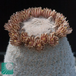 Mammillaria lasiacantha ssp. magallanii