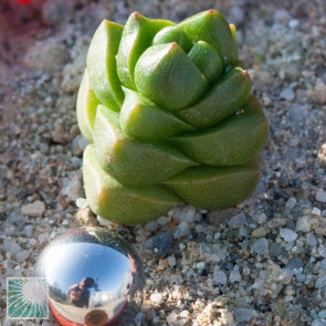 Crassula marchandii, immagine dell'intero esemplare.