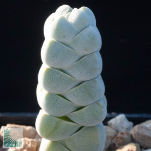 Crassula plegmatoides