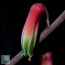 Aloe fragilis, primo piano del fiore.