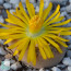 Lithops gesinae, primo piano del fiore.